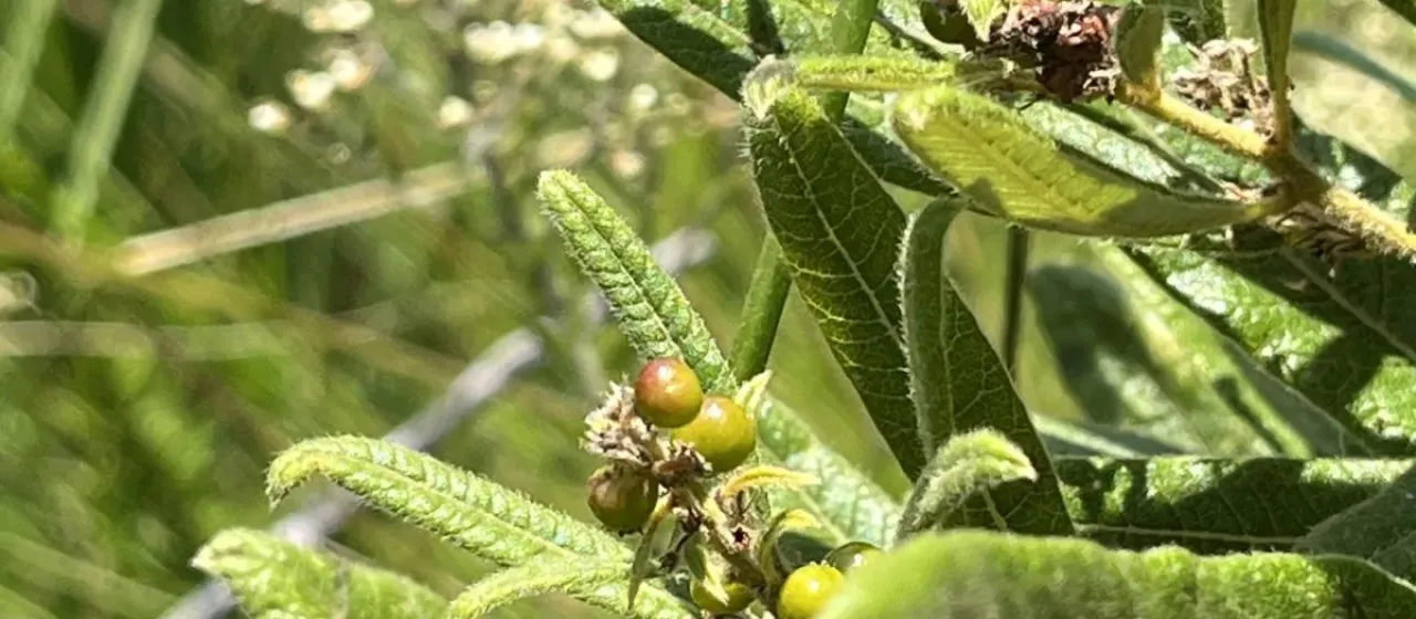 Searsia discolor