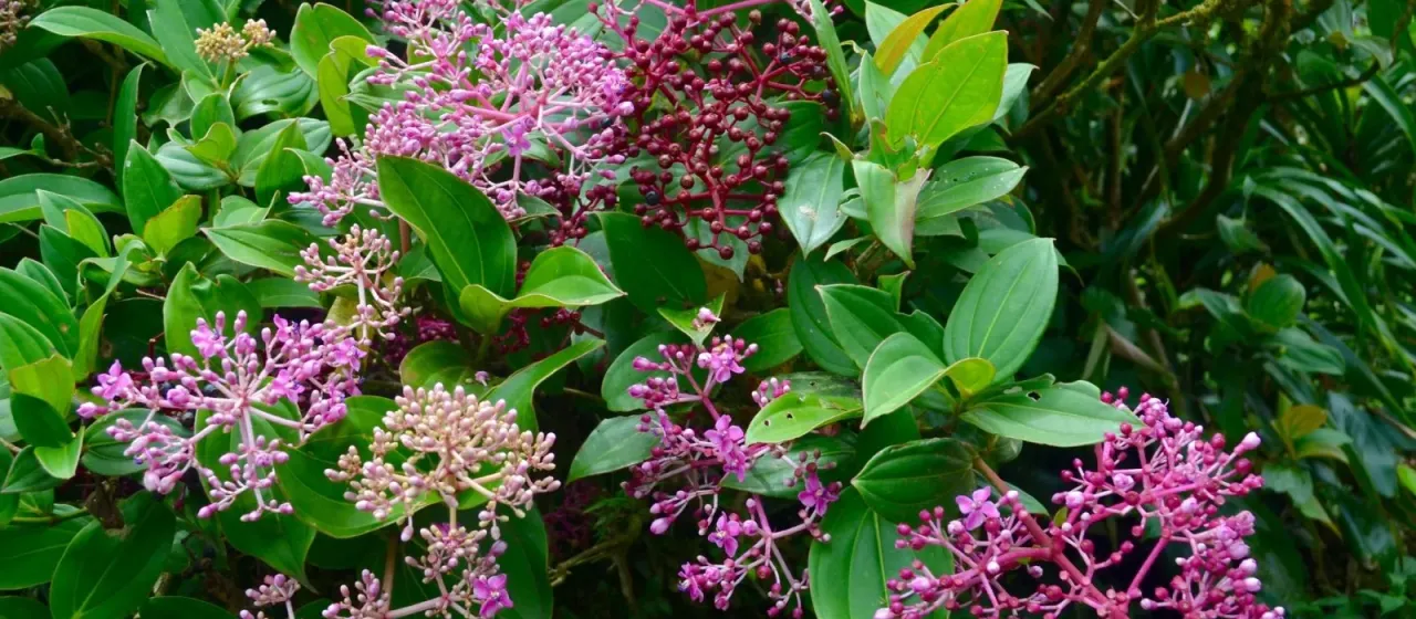 Medinilla myriantha