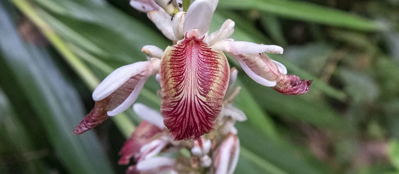 Alpinia calcarata