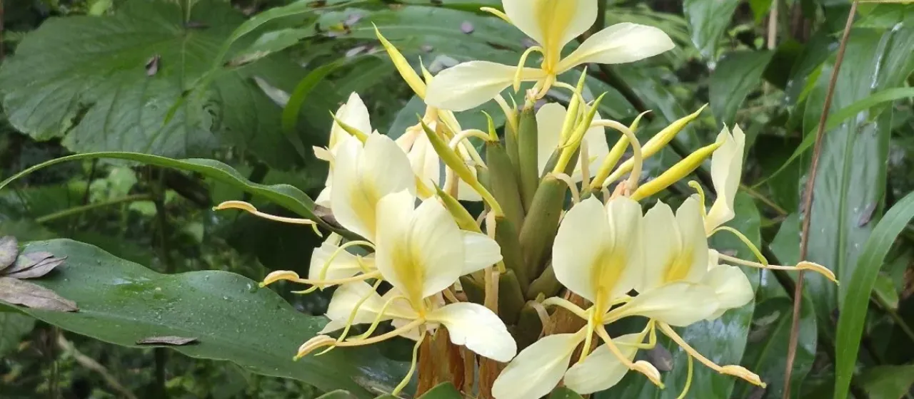 Yellow Ginger Lily