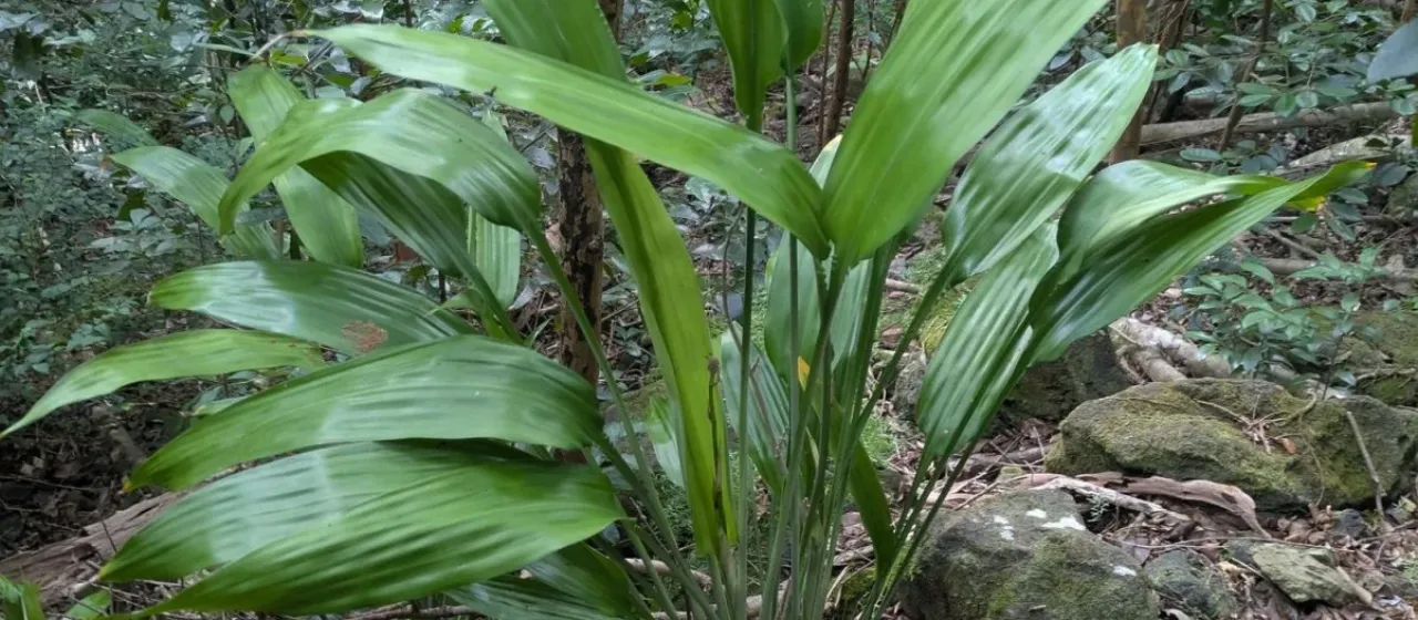 Dracaena aubryana