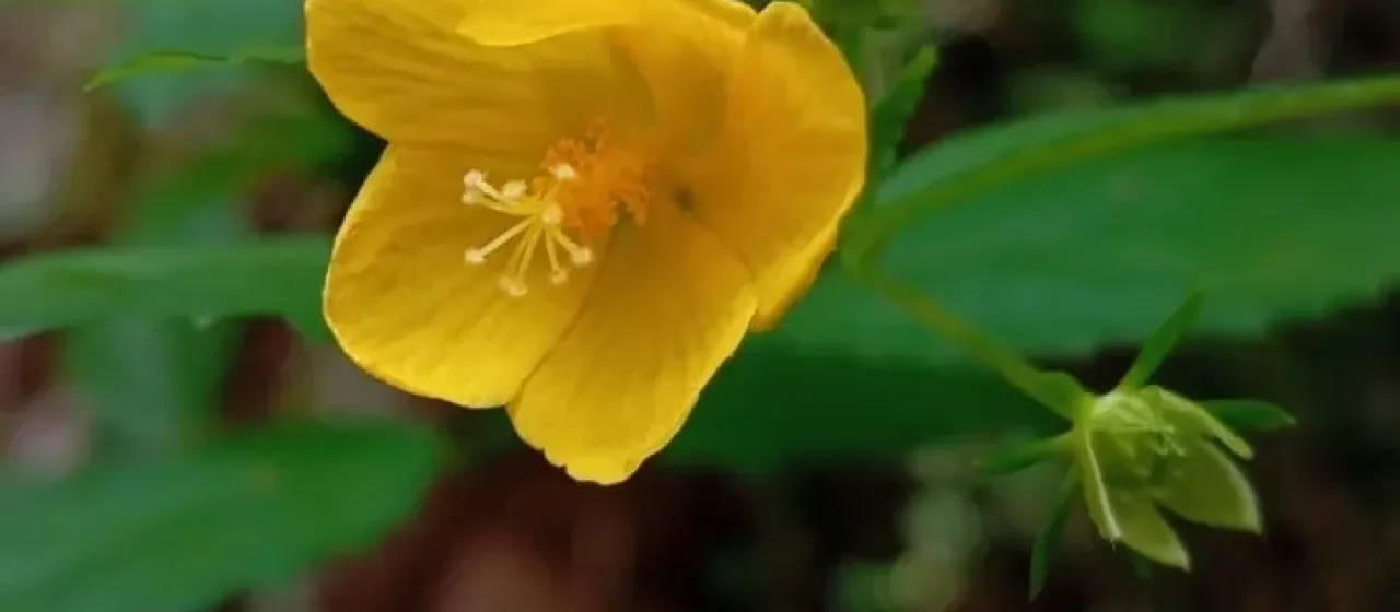 Pavonia sepium