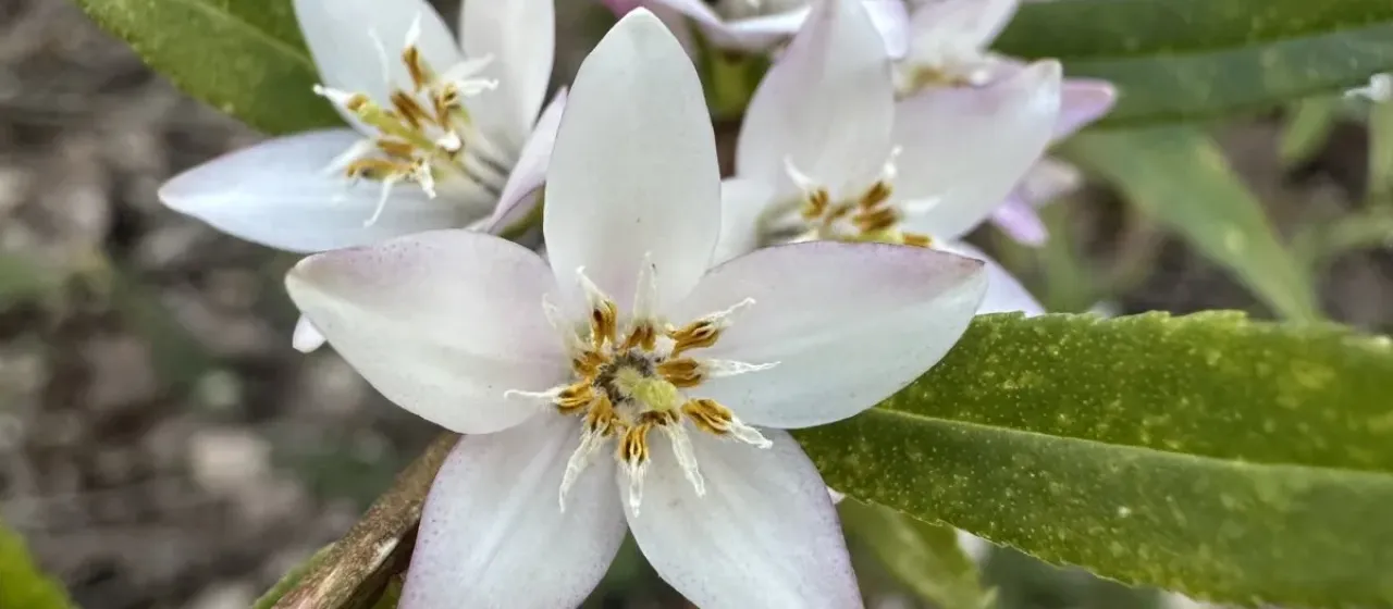 Crowea angustifolia