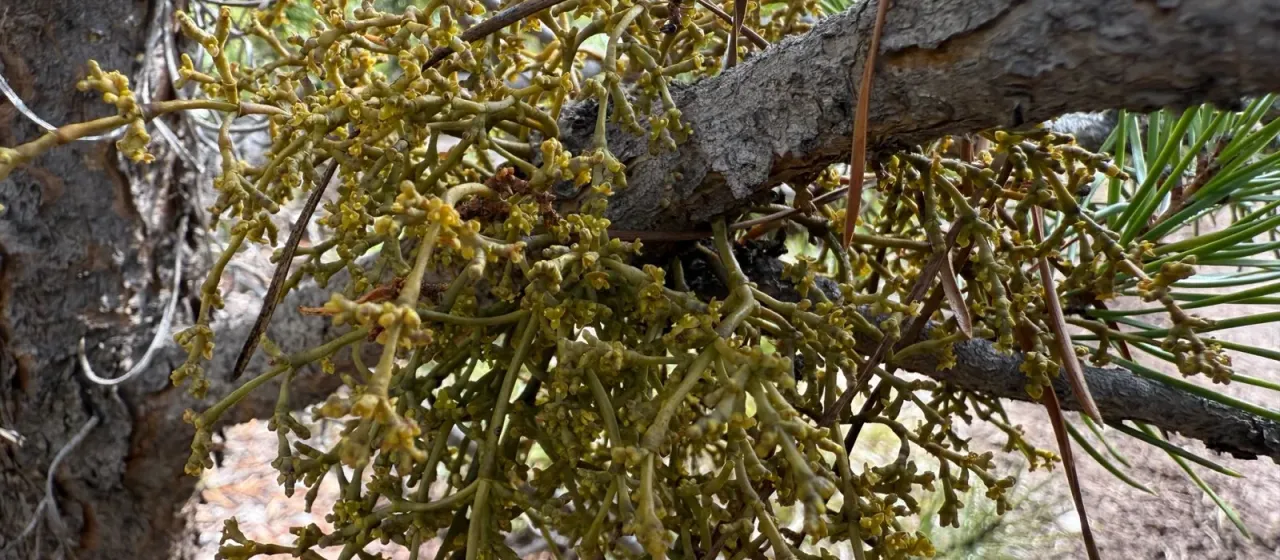 American dwarf mistletoe