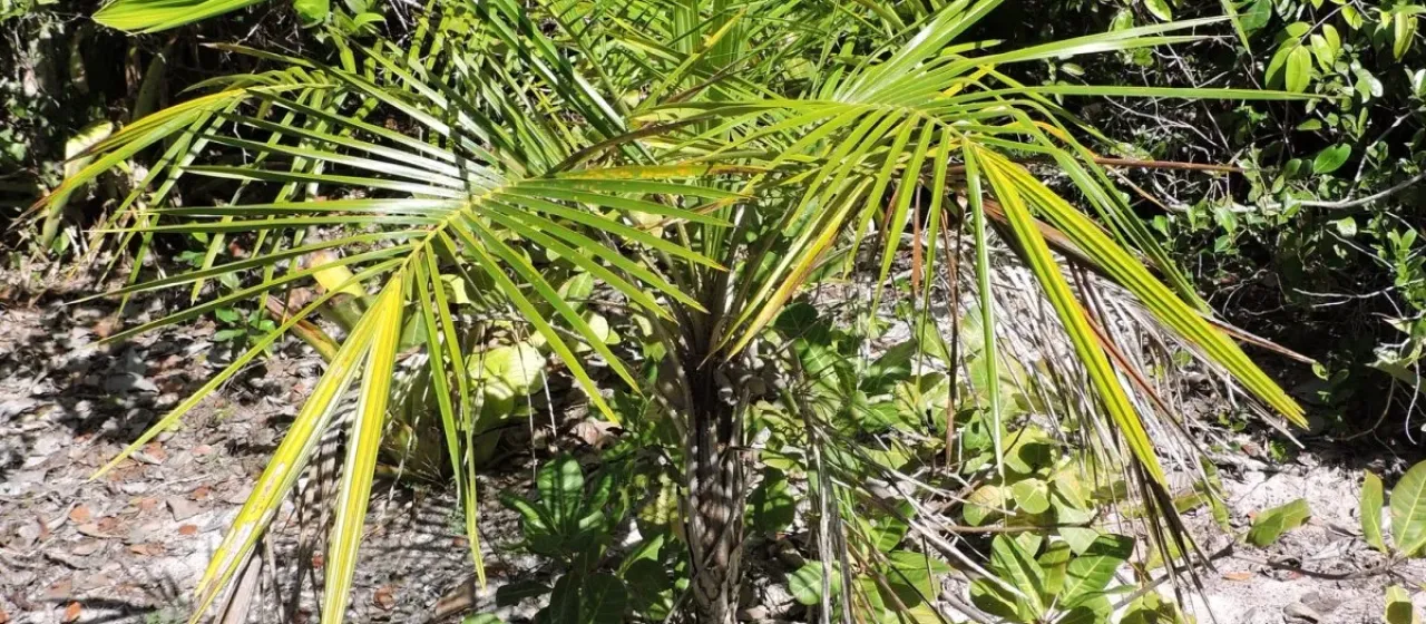 Syagrus schizophylla