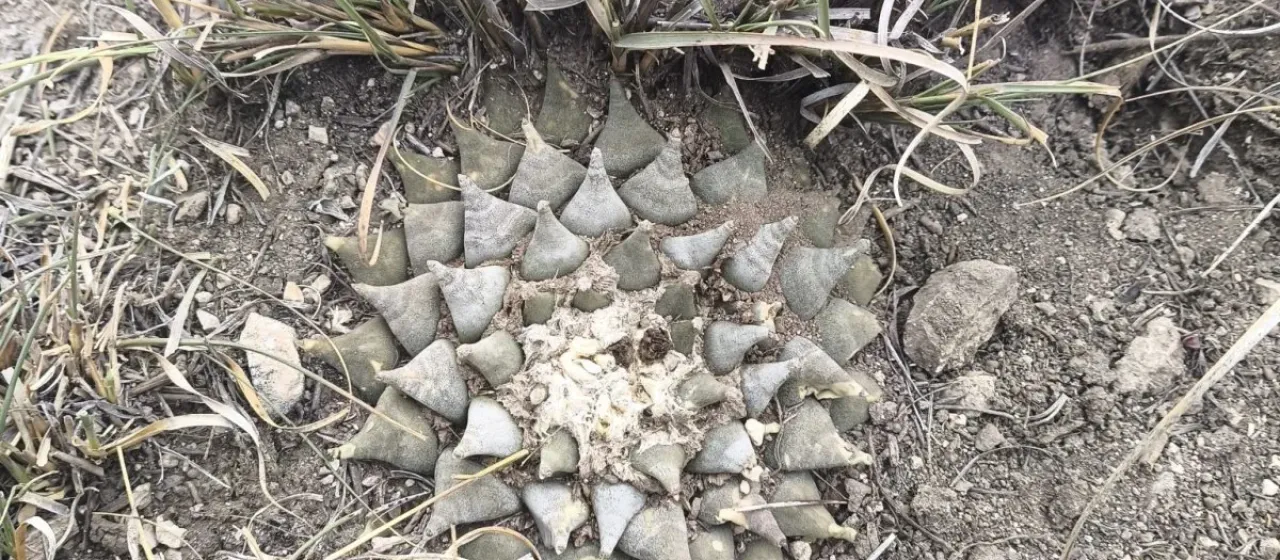 Ariocarpus retusus
