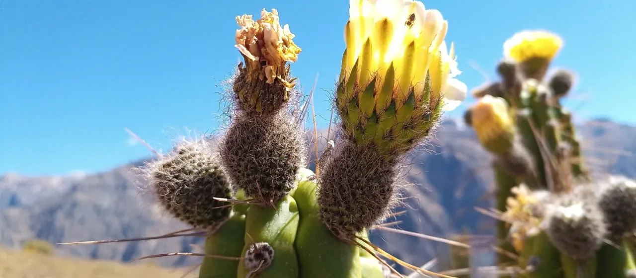 Corryocactus brevistylus