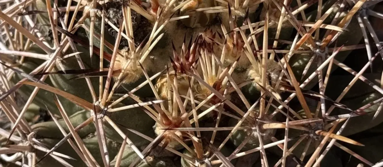Coryphantha robustispina