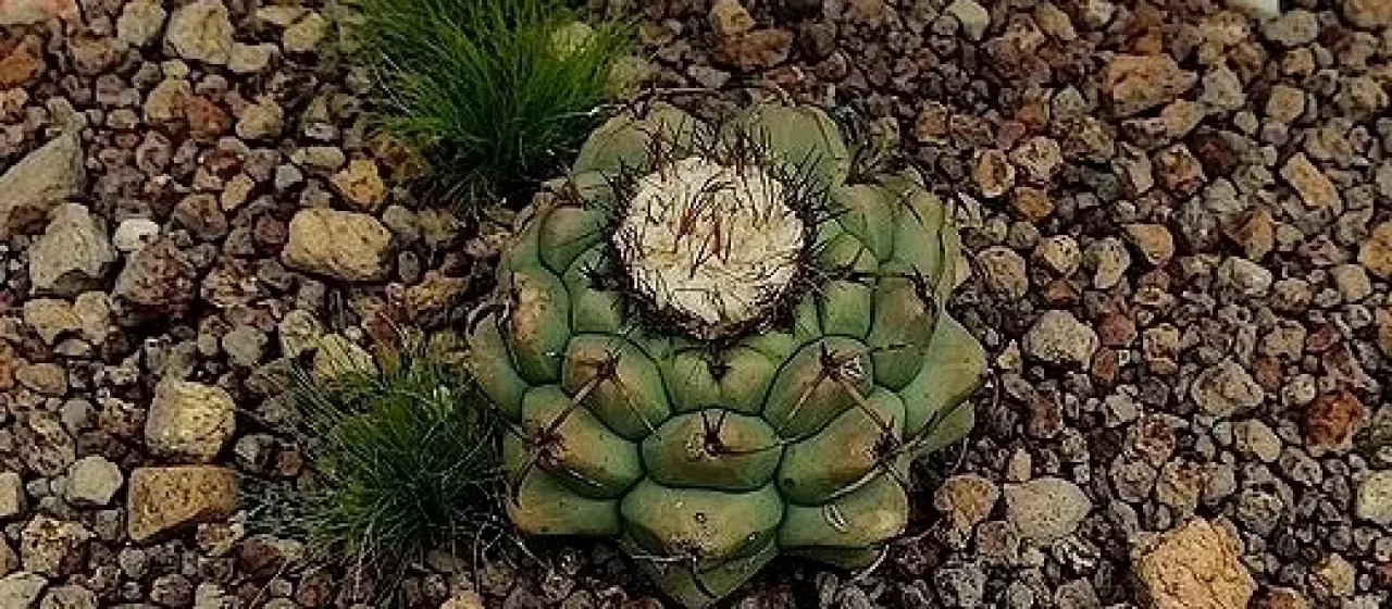 Discocactus heptacanthus