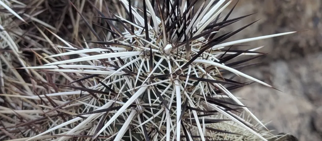 Engelmann's hedgehog cactus