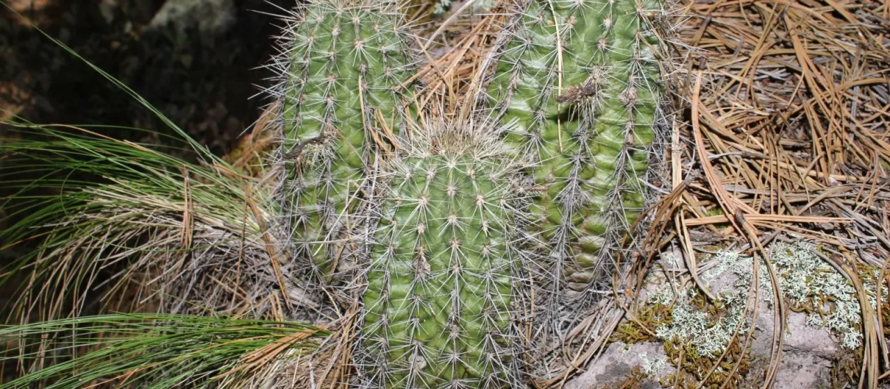 Echinocereus polyacanthus