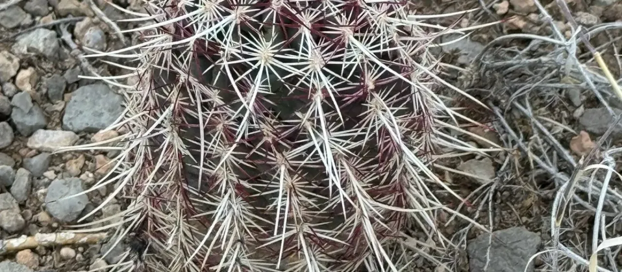 Echinocereus viridiflorus