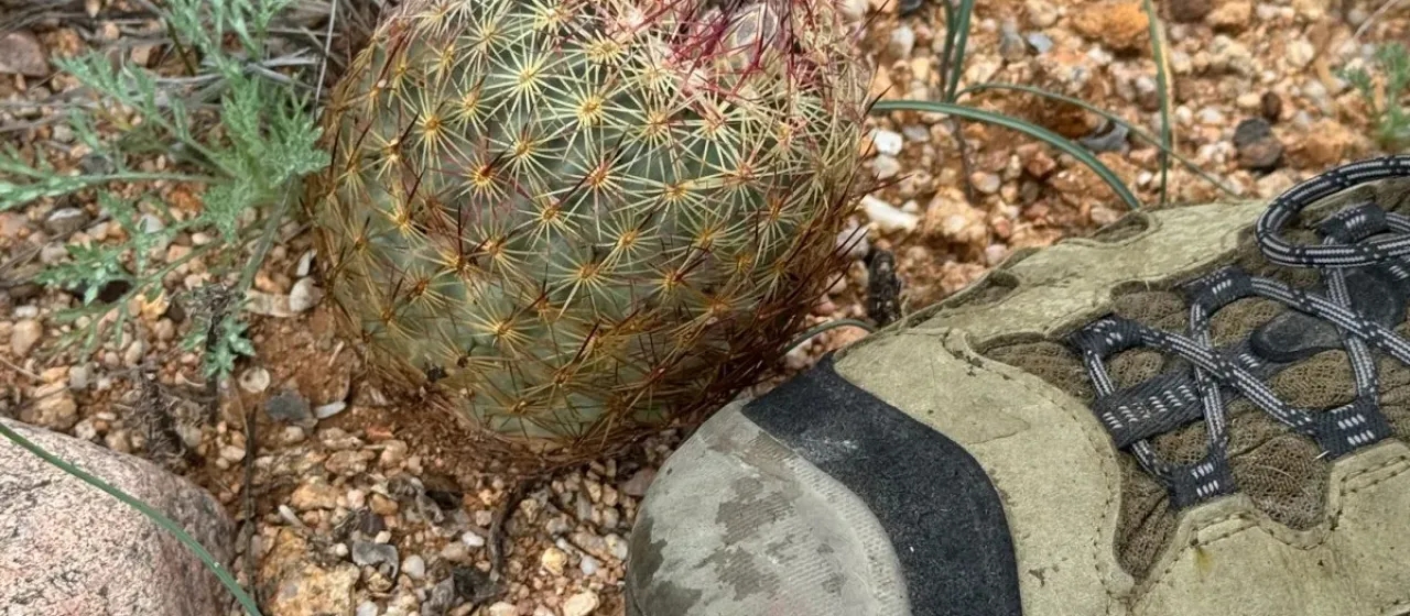 Echinomastus erectocentrus