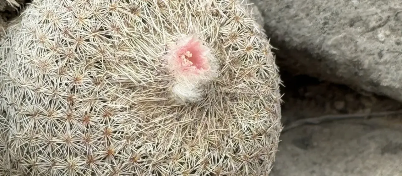 Epithelantha micromeris
