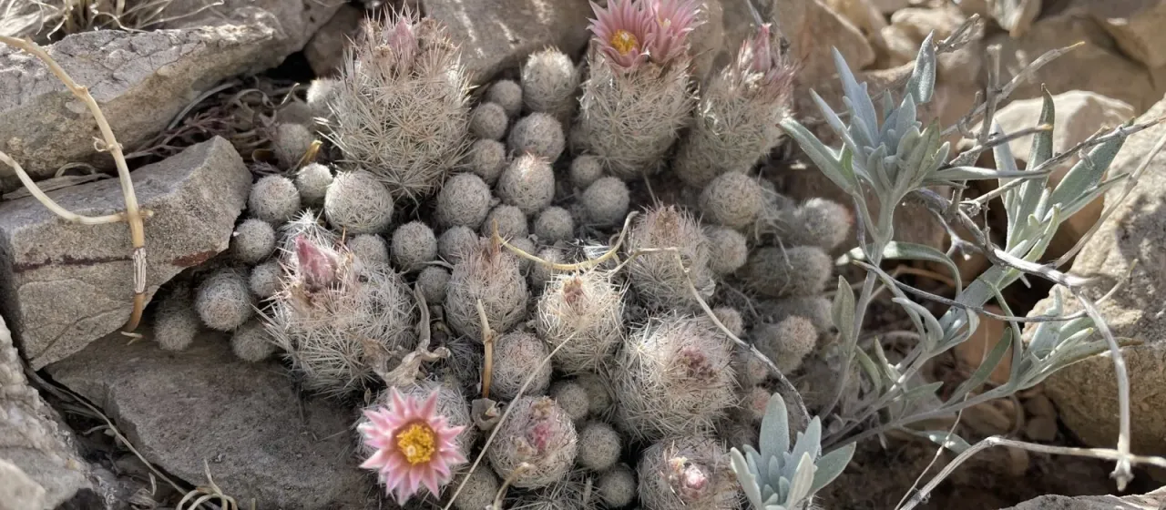 Pelecyphora sneedii