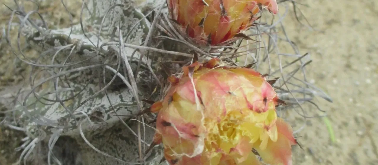 Goat's horn cactus