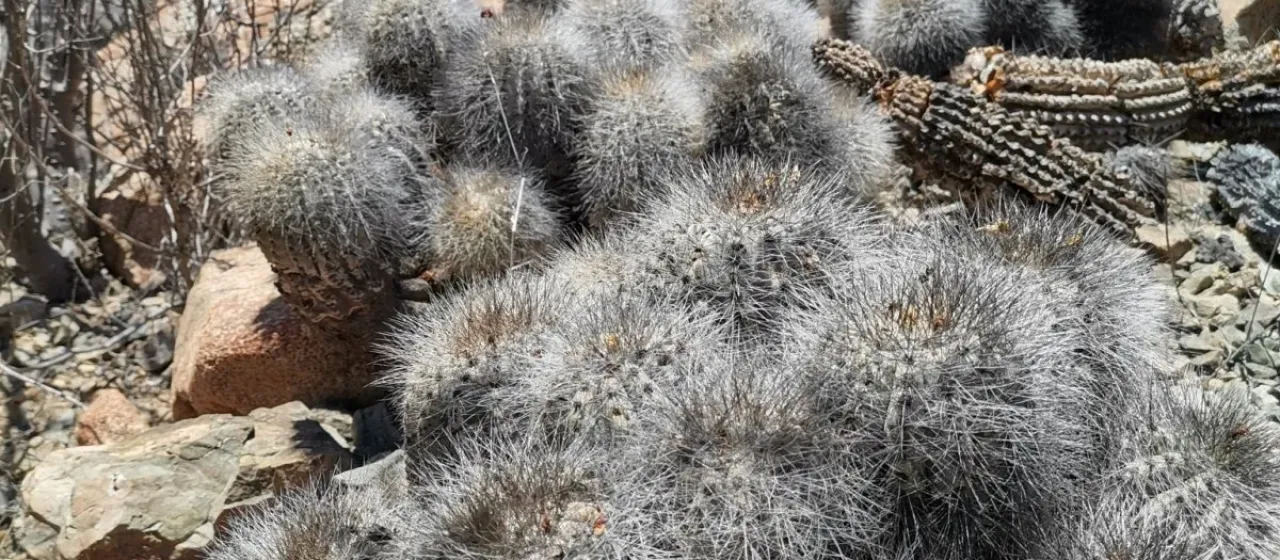 Copiapoa krainziana