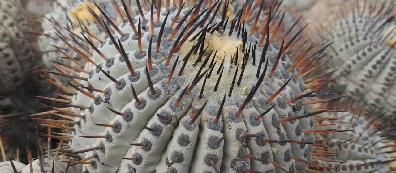 Copiapoa cinerea