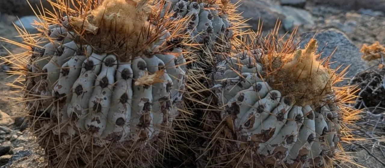 Copiapoa gigantea