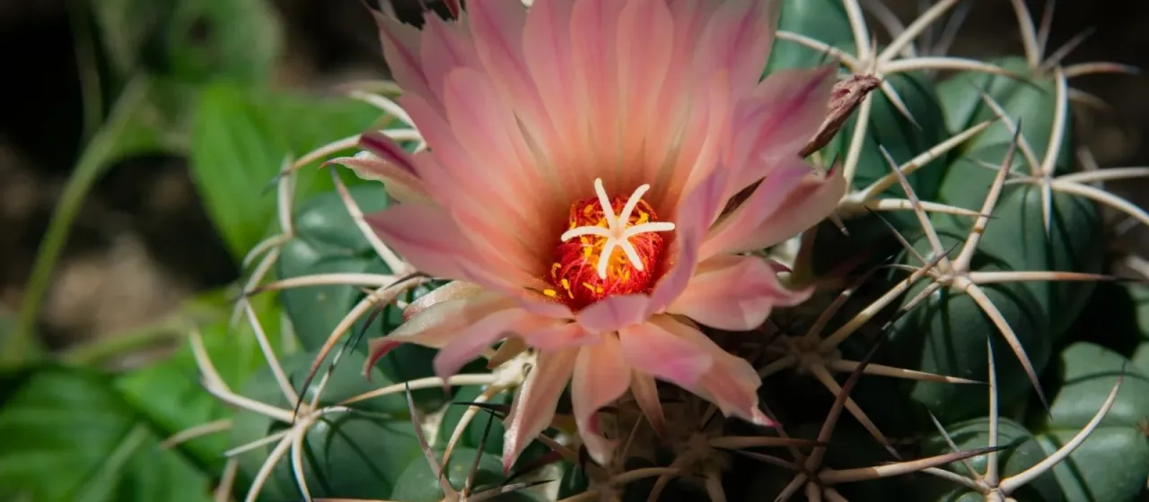 Coryphantha elephantidens