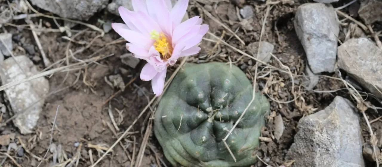 Echinocereus knippelianus