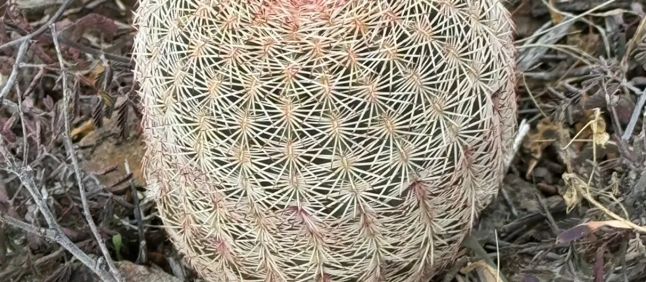 Echinocereus rigidissimus