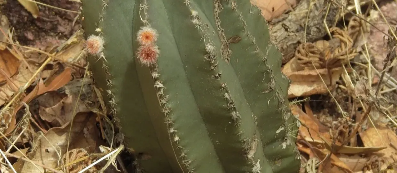 Echinocereus subinermis