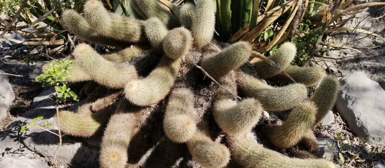 Echinocereus longisetus
