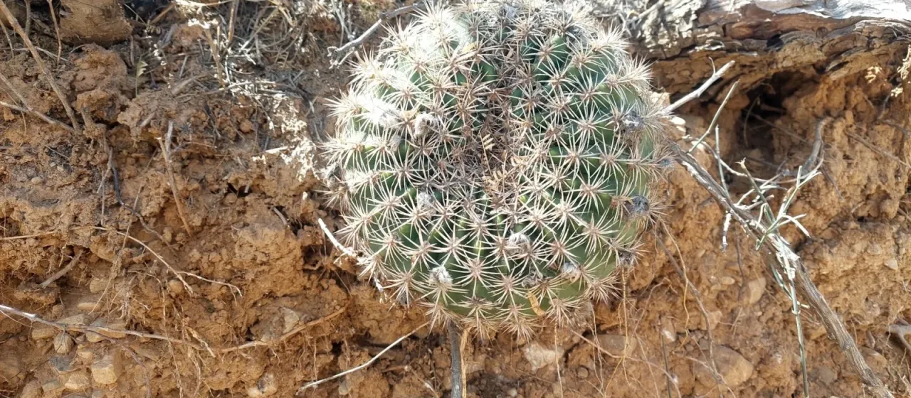 Lobivia mamillosa