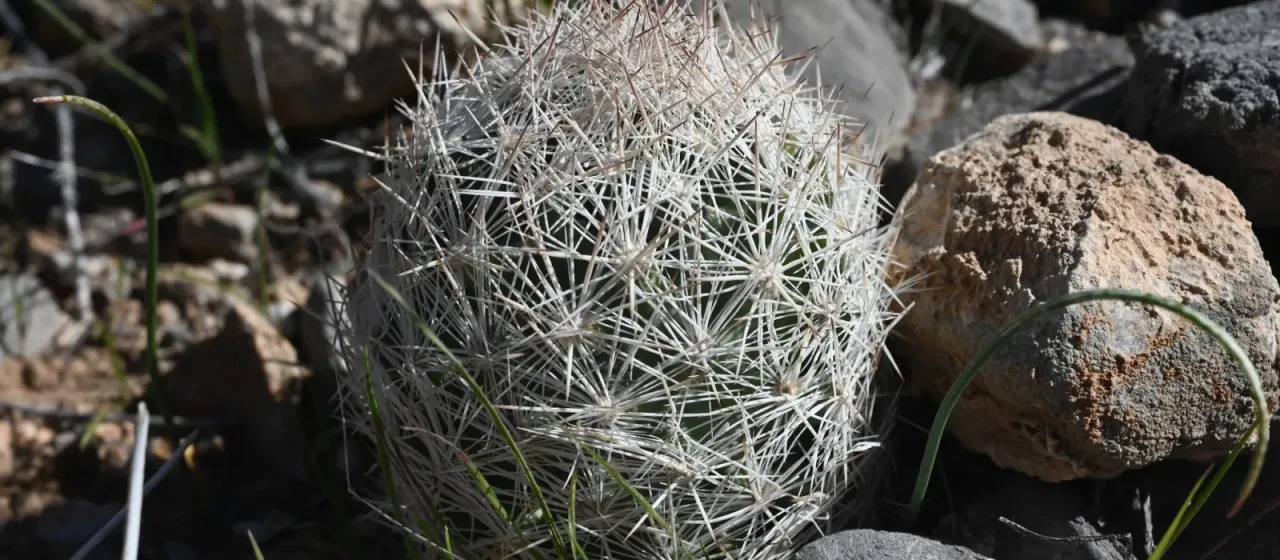 Pelecyphora dasyacantha