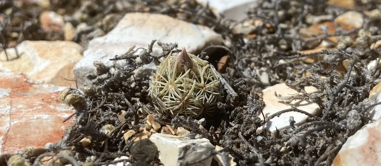 Pelecyphora minima