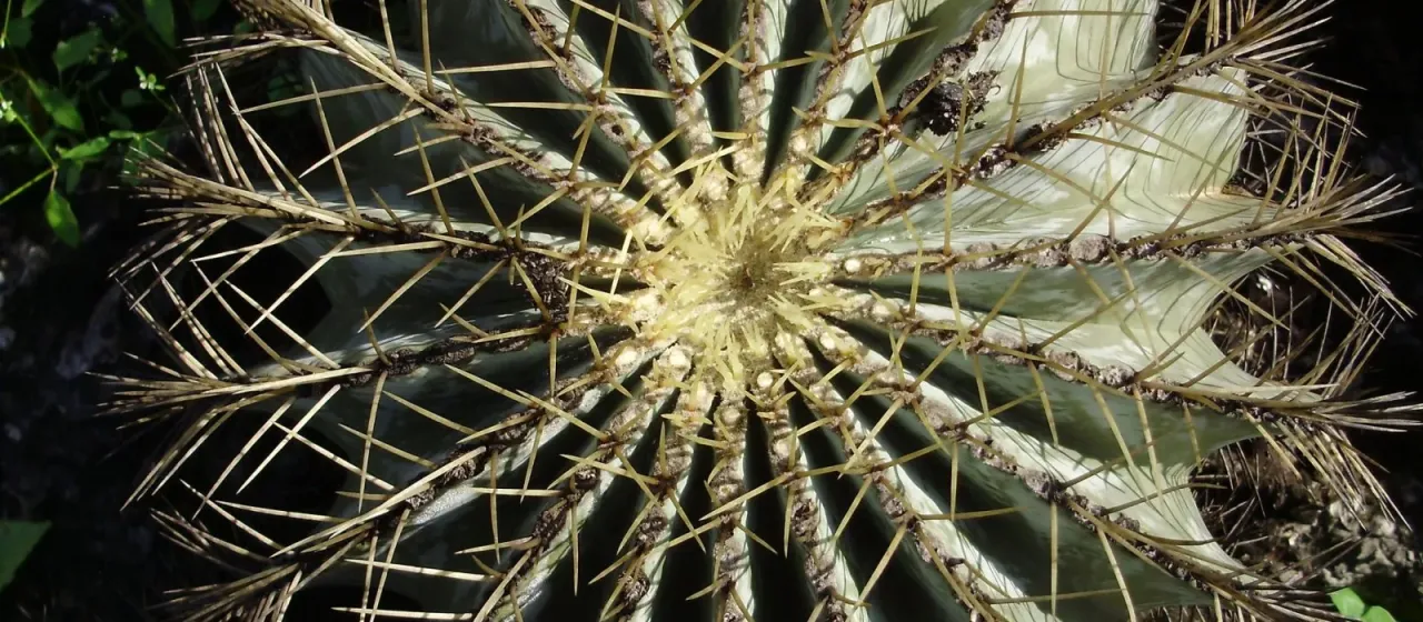 Ferocactus glaucescens