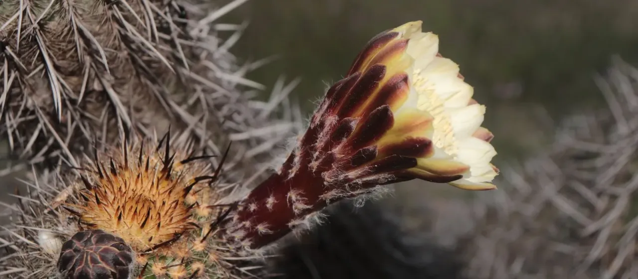 Haageocereus decumbens