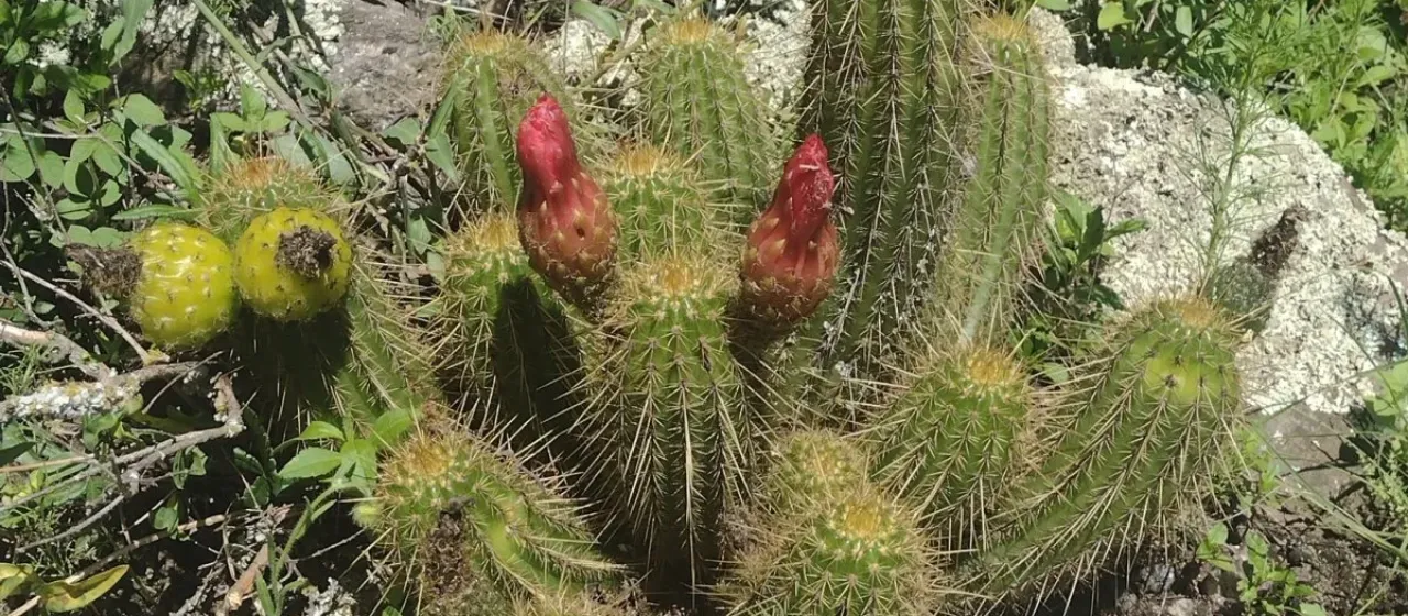 Soehrensia huascha