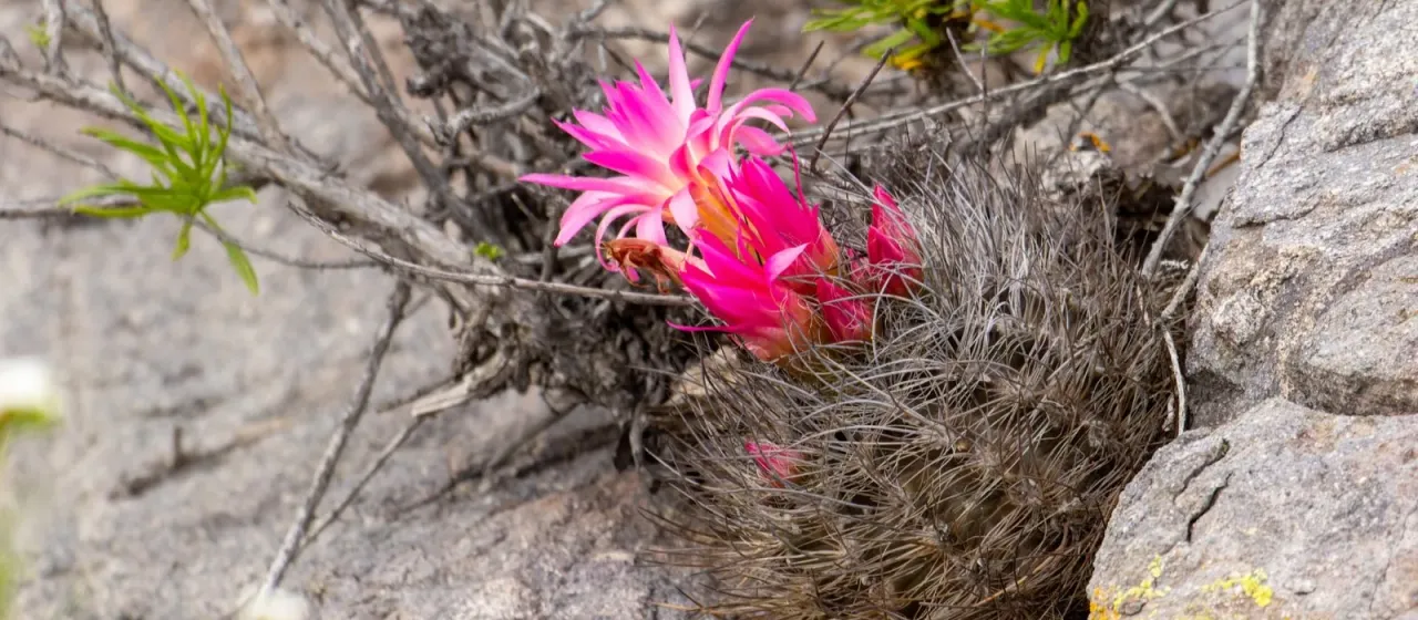 Eriosyce senilis