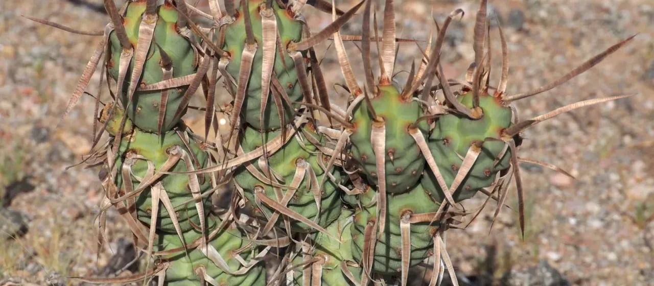 Tephrocactus articulatus
