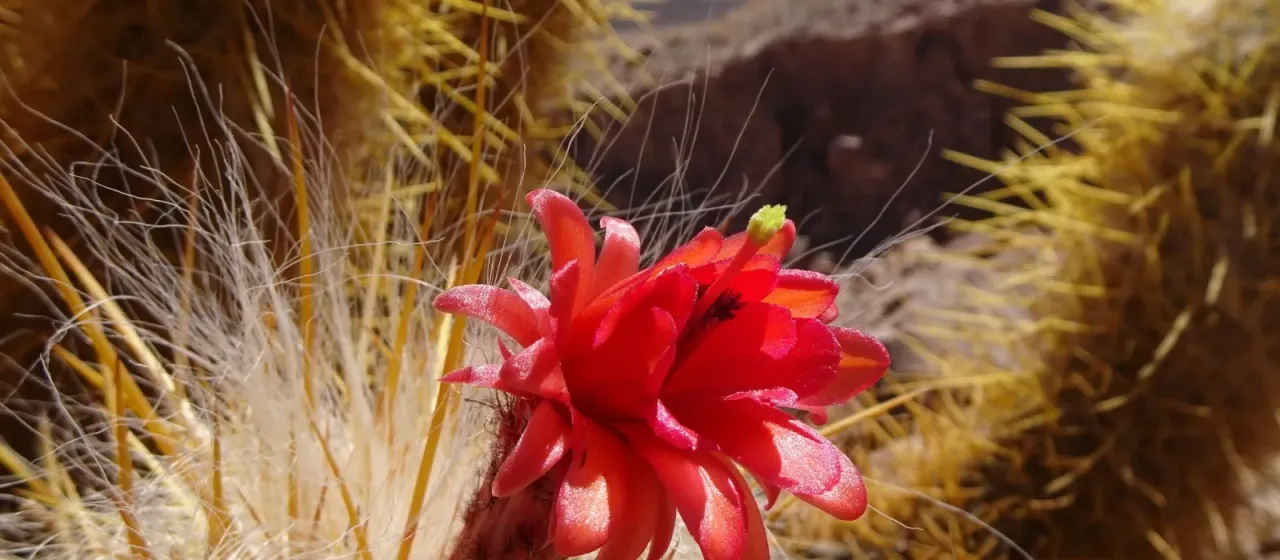 Oreocereus ritteri