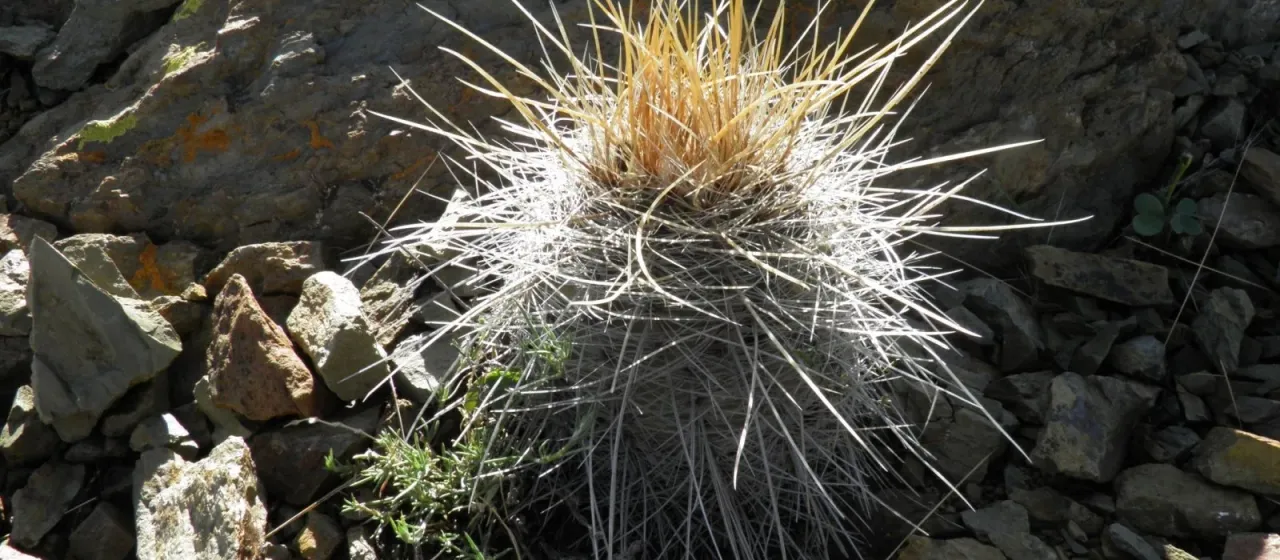 Parodia commutans