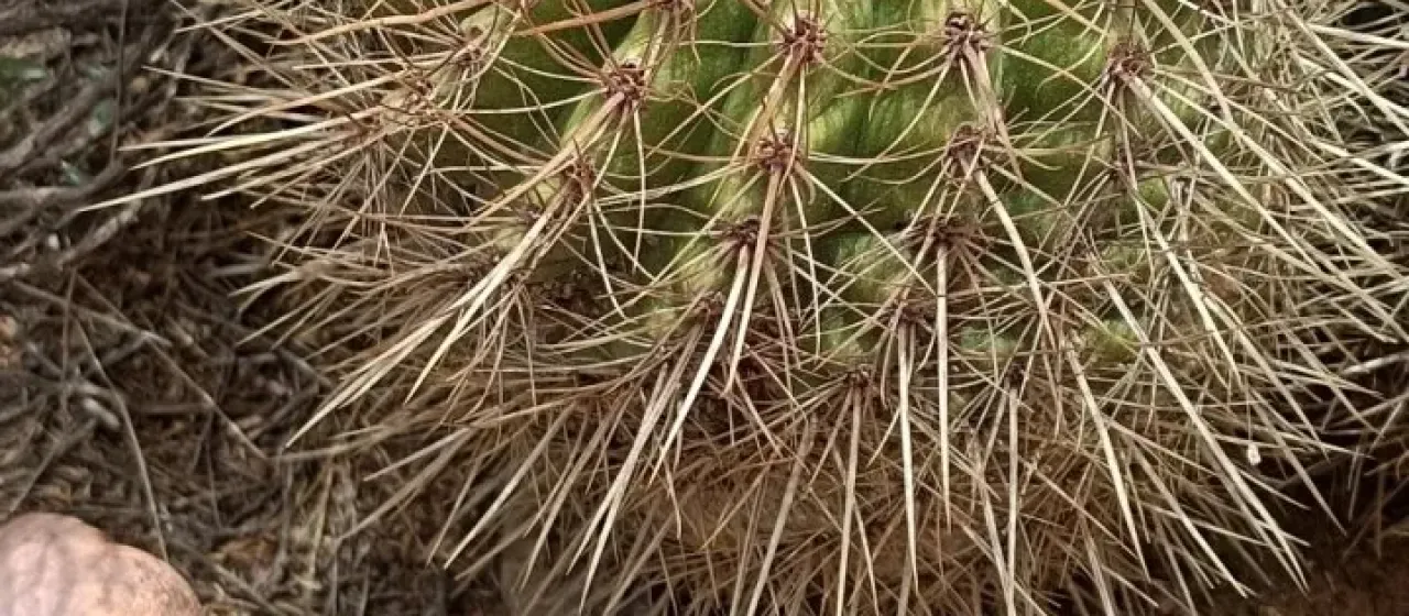 Parodia maassii