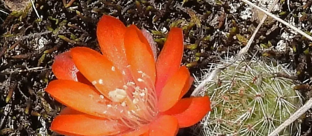 Aylostera flavistyla
