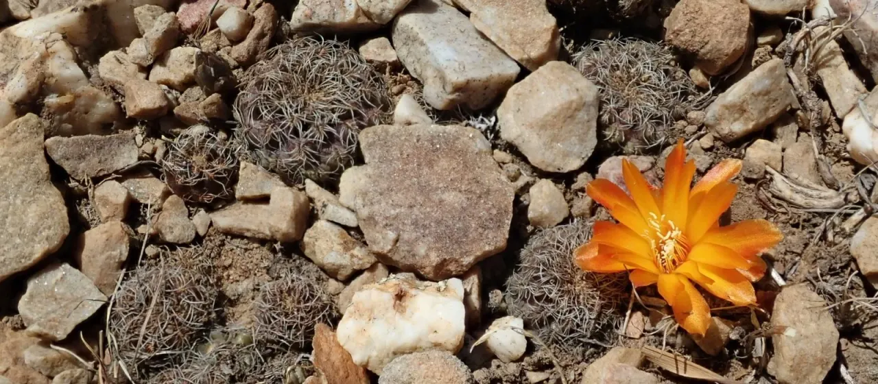 Rebutia steinbachii