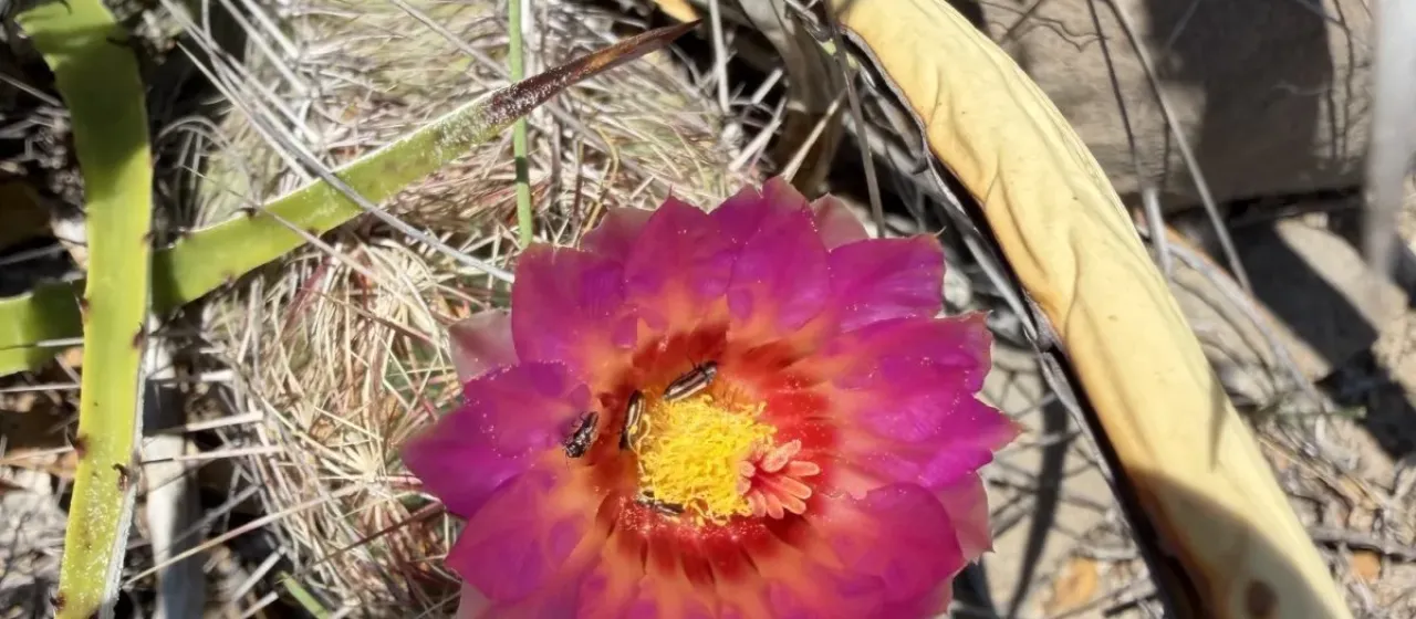 Thelocactus bicolor