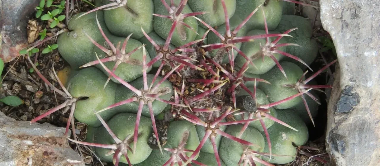 Thelocactus hexaedrophorus