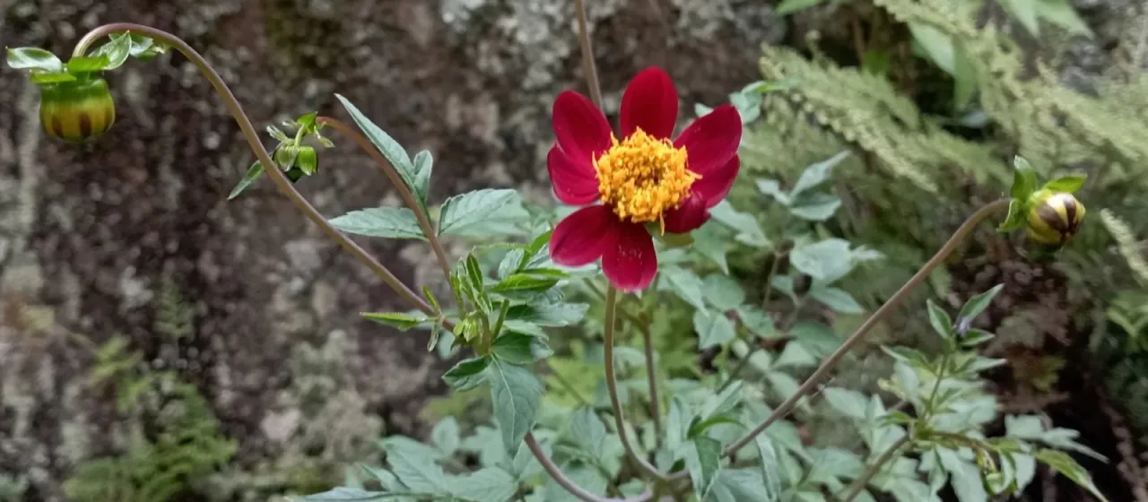 Scarlet dahlia