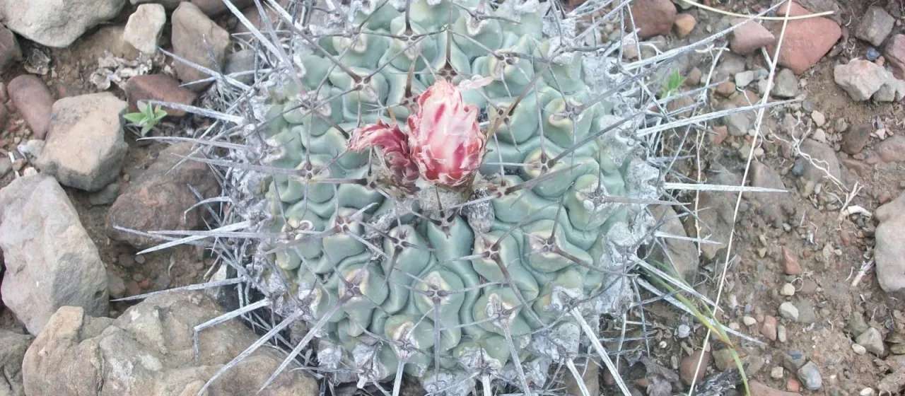 Thelocactus rinconensis