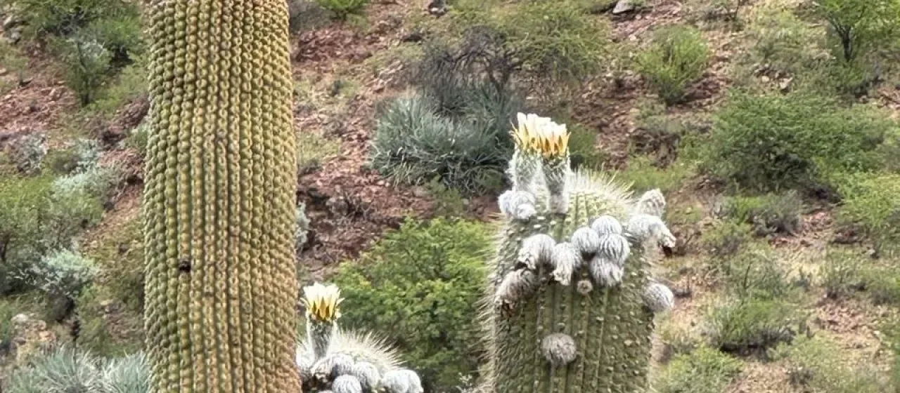Leucostele atacamensis
