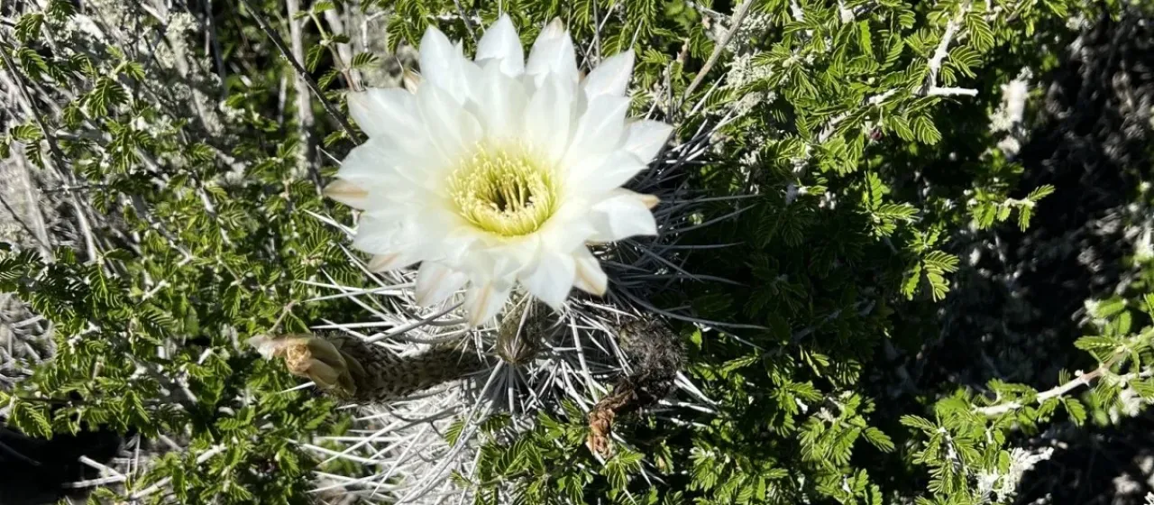 Leucostele deserticola