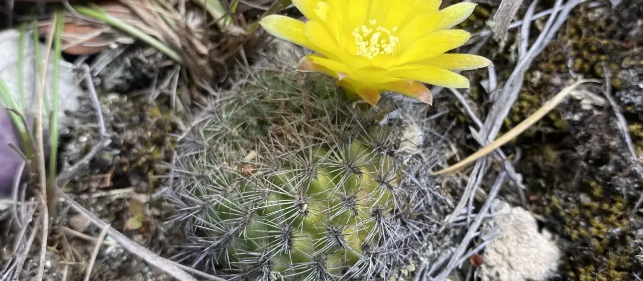 Weingartia neocumingii