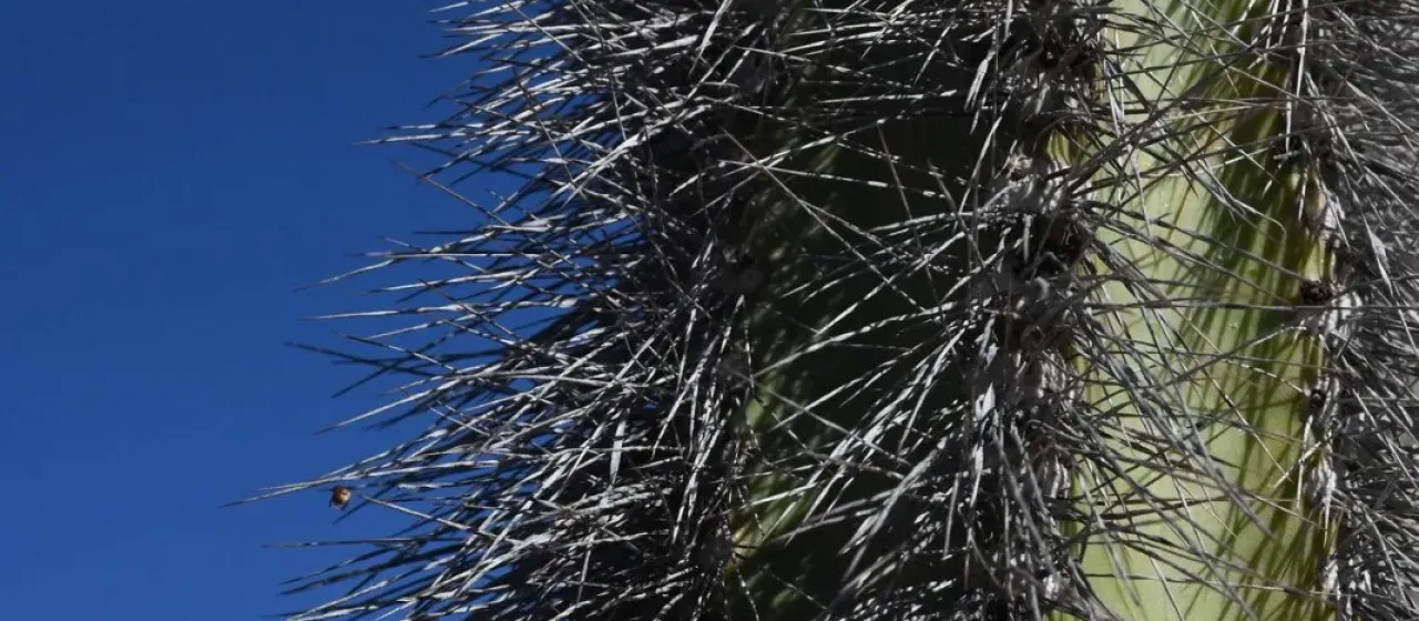Senita cactus