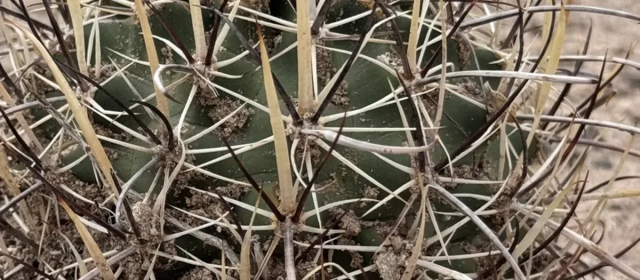Sclerocactus whipplei